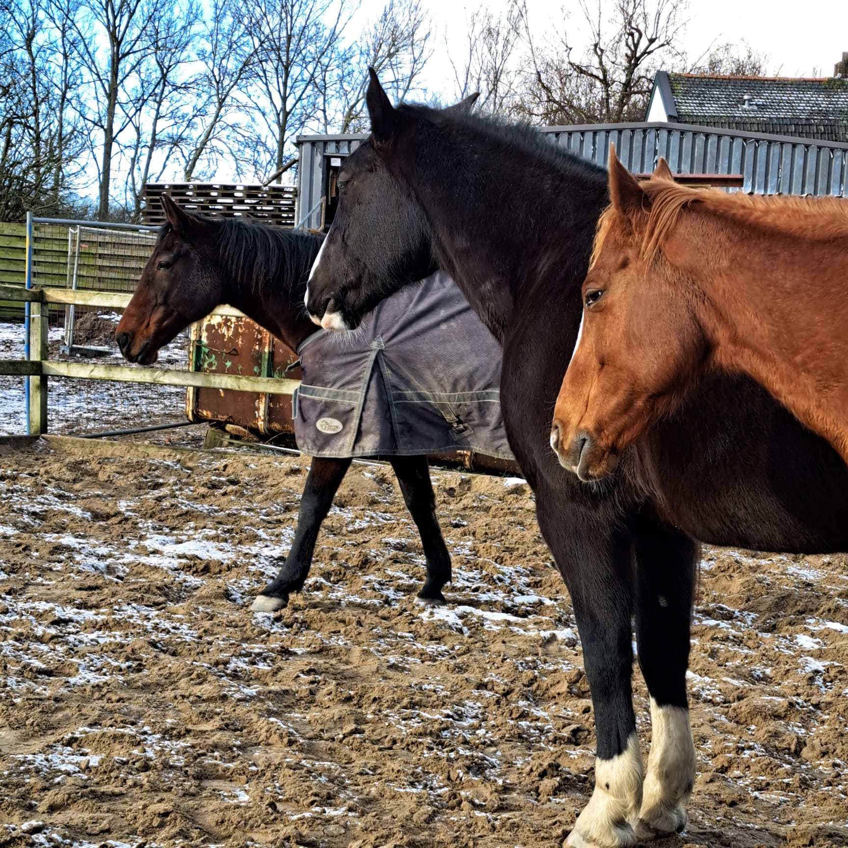 De drie coaches (paarden)